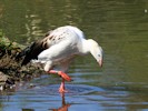 Andean Goose (WWT Slimbridge September 2012) - pic by Nigel Key